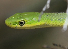 Rough Green Snake
